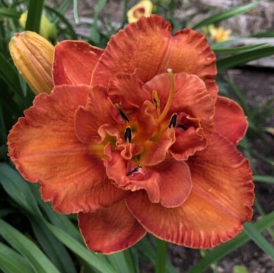 Mandarin Corsage2 upr